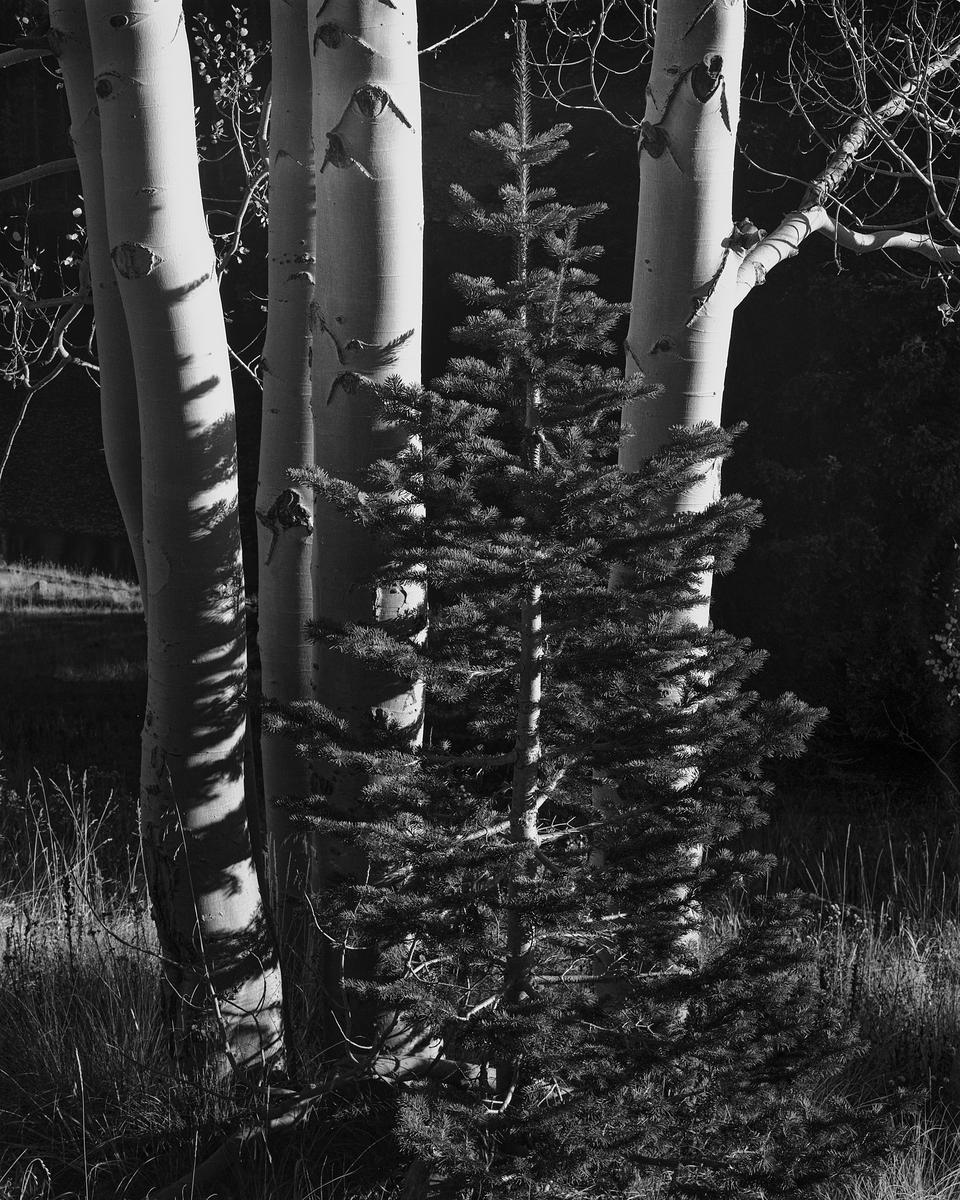 aspen 1.jpg