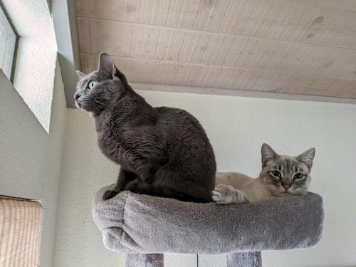 2 kitties in a tree small.jpg