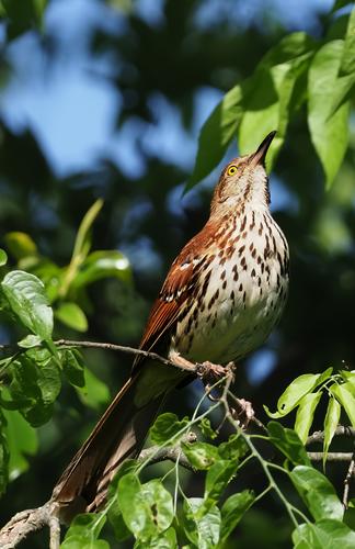 3 Brown Trasher in Tree.jpg