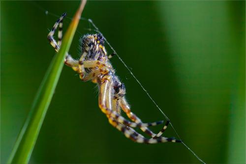 Spider-1.jpg