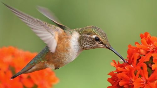 Hummingbird.png