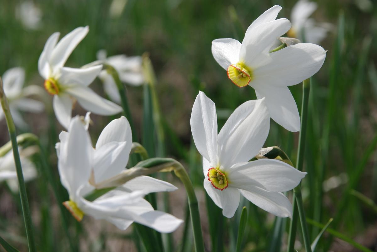 Narcissus Recurvus.jpg
