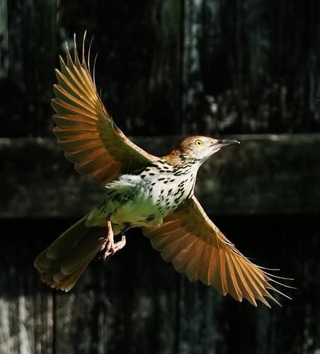 Brown Thrasher 3.jpg