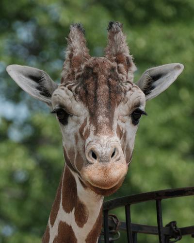 Giraffe, Como Park Zoo.jpg