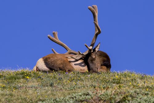 YNP 2018 (420).jpg