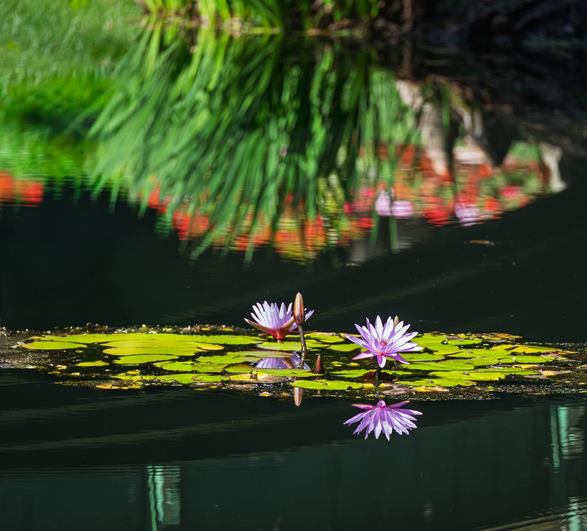 Reflections.jpg
