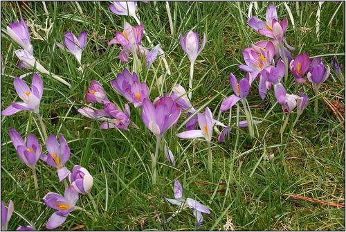 ResizedCrocus1.jpg