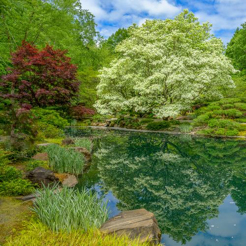 Blooming tree.jpg