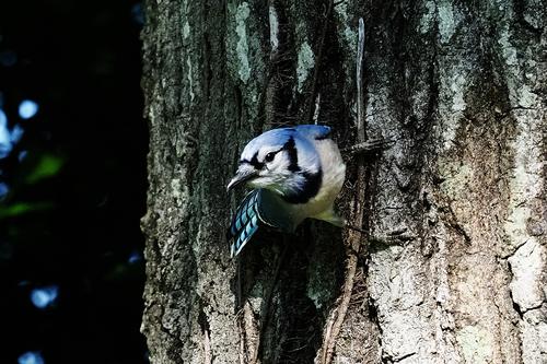 Blue Jay Choosing Flight Over Fight - Small Sensor Photography by Thomas  Stirr