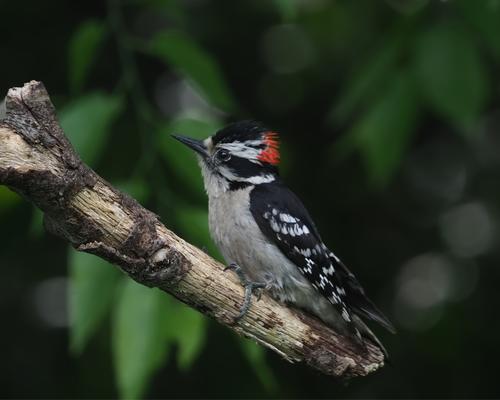 3 Male Downey Woodpecker.jpg