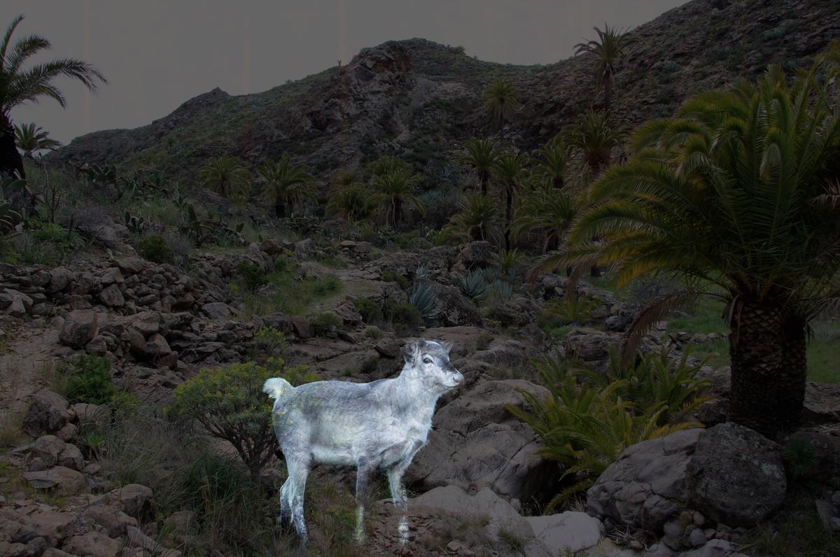 ghost in the wilderness.jpg
