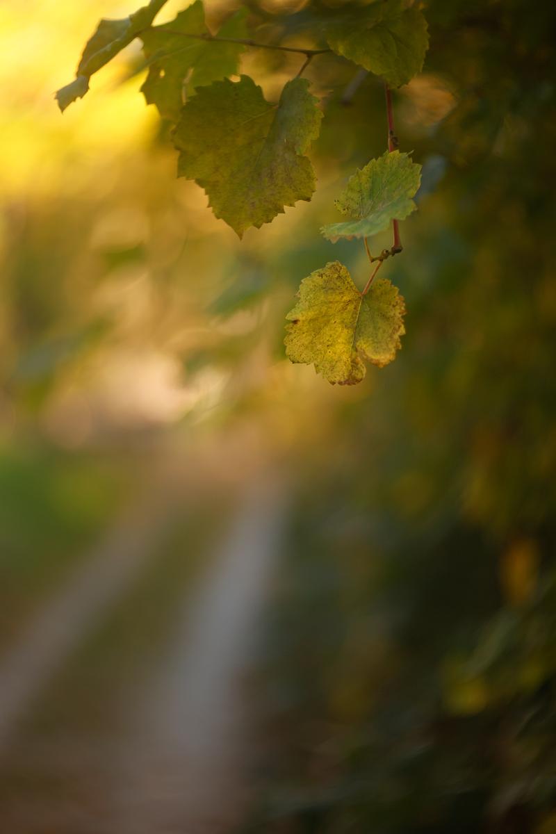 Prokinar_80mm_095 Kopie.jpg