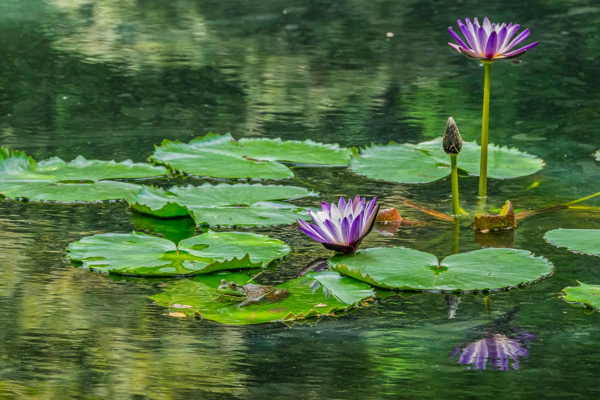 Frog-3.jpg
