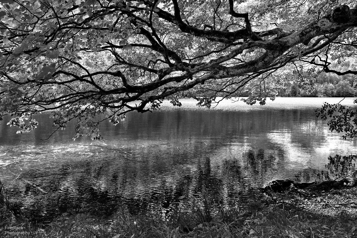 2624936[1] smaller.JPG