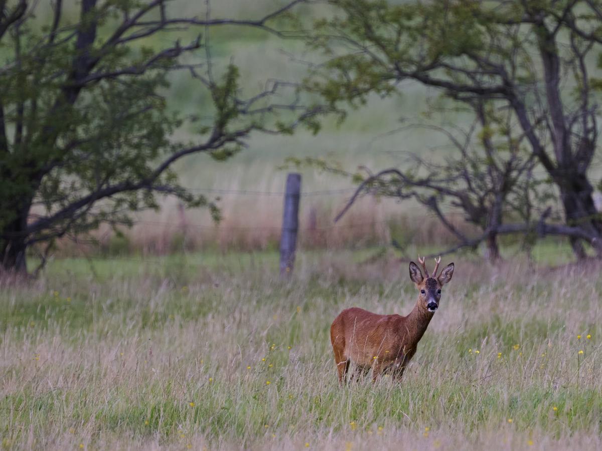 DSC_6627.jpg
