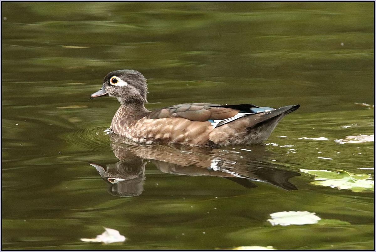 ResizedDPRFemaleWoodDuck.jpg