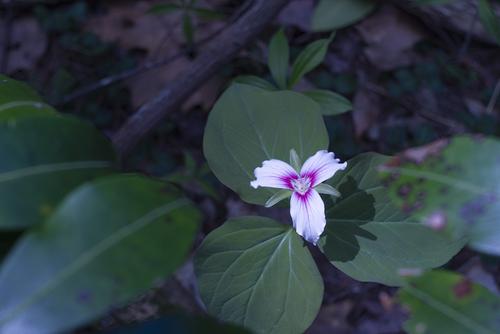 painted trillium.jpg