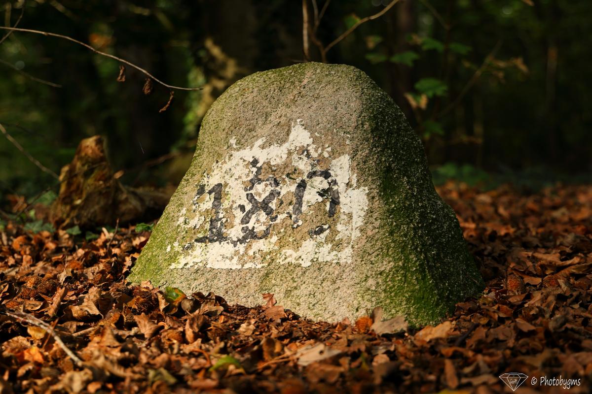 62B_9931.jpg