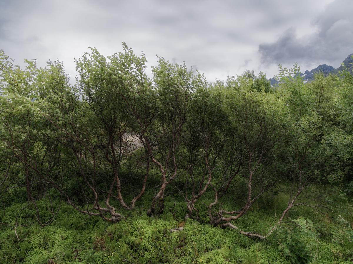 P7268567_Nik_DxO.jpg