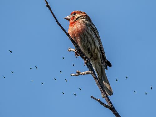 House Finch.jpg