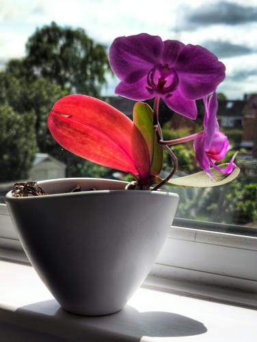 Orchid.jpg