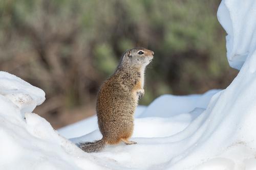 UintaGroundSquirrel_DSC_1927.jpg