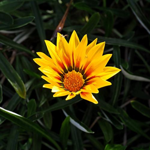 Gazania 01.JPG