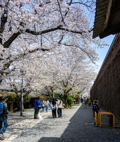Kurashiki 20250405 - 38-Edit.jpg
