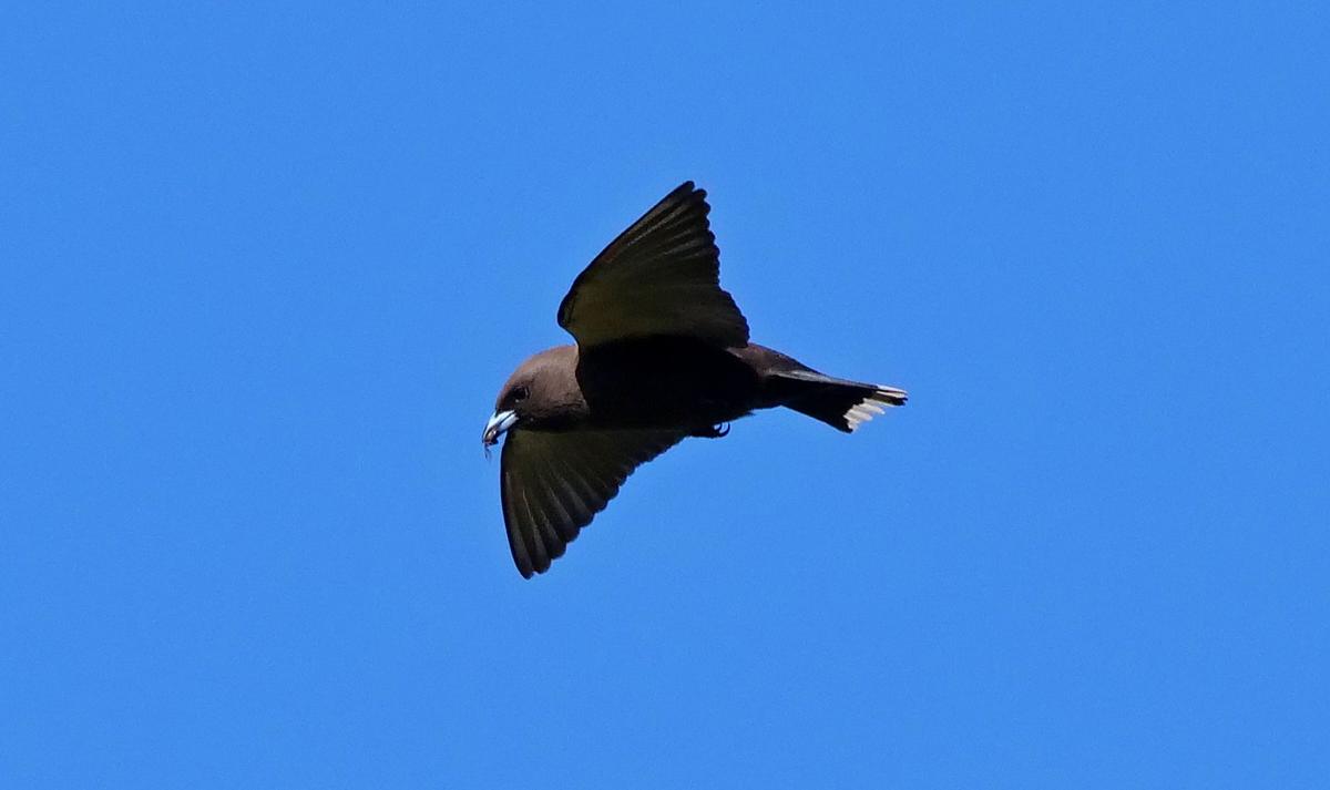 P1338961a.JPG