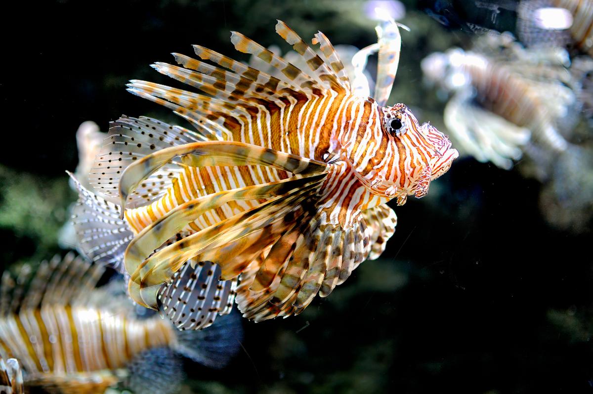 Fish-4.jpg