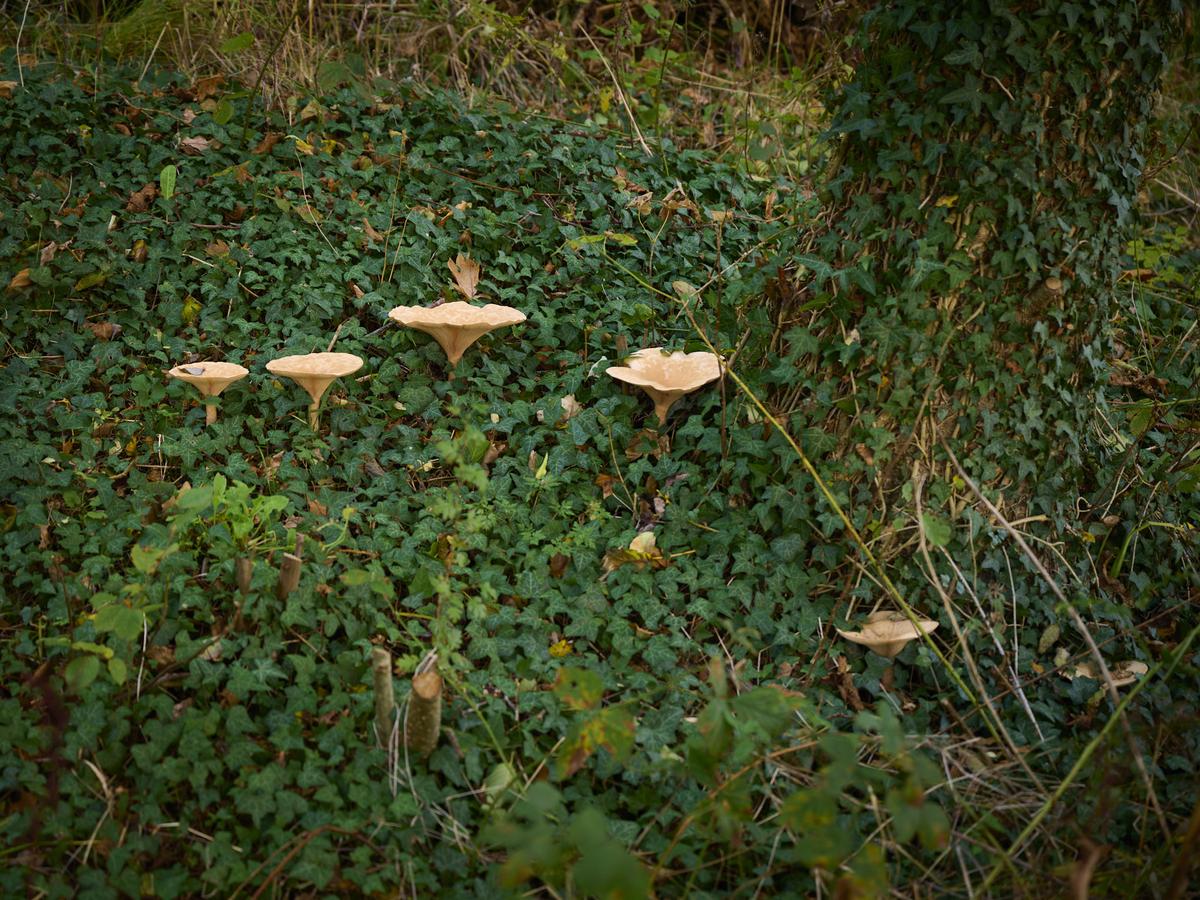 DSC_8661.jpg