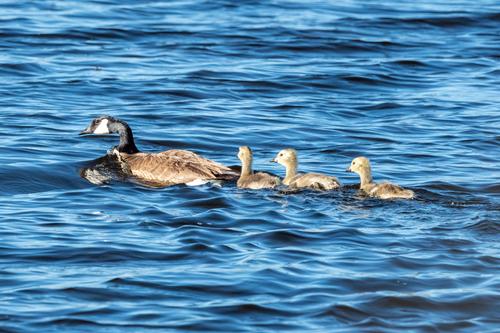 Goslings_DSC_1856.jpg