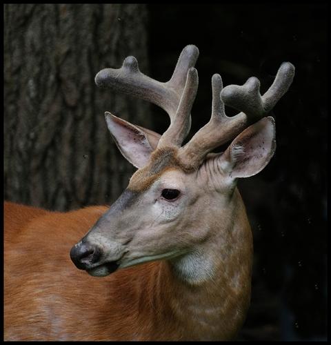 7-5-22 - Buck in velvet - 1.jpg