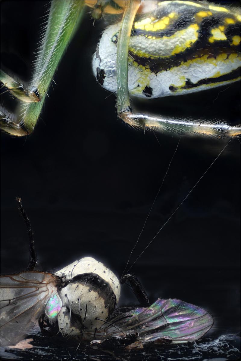 2025-06-10-15.41.26 ZS PMax copy.jpg