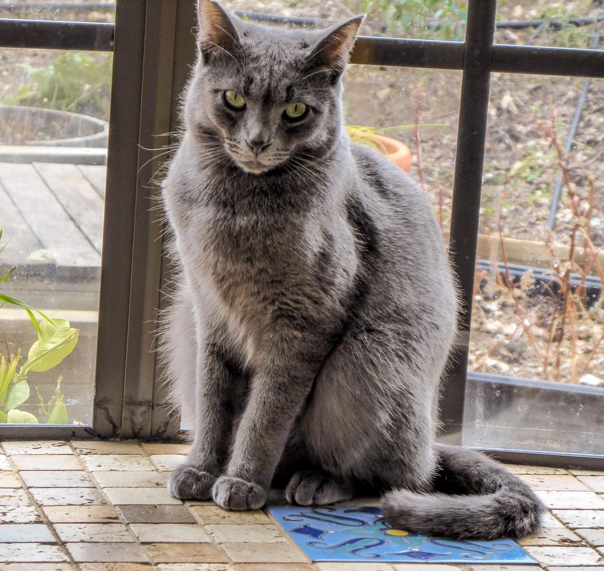 Lexi on window sill-1.JPG