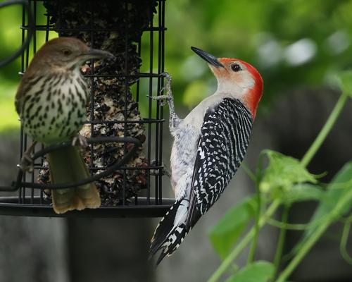 5 Red Brested Woodpecker & friend.jpg