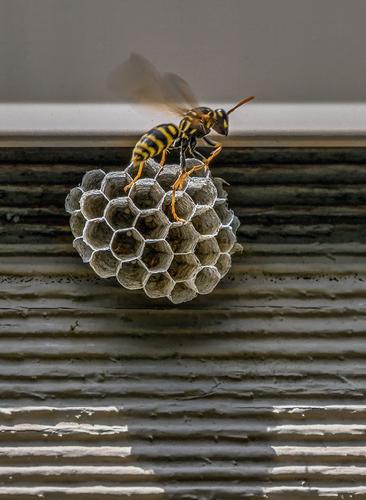 Solitary wasp leaving.jpg