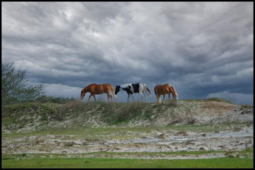 5-12-22 - Horses on the beach.jpg