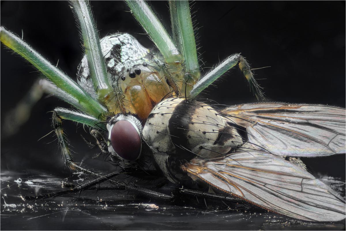A Bugs Life web - Copy.jpg