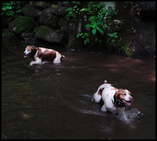 6-15-23 - Joy and Bliss in the brook - 2.jpg