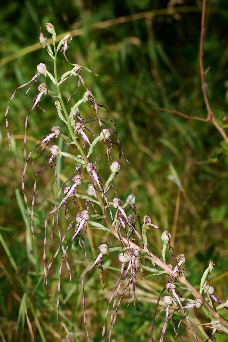 8DS_7780_1.jpg