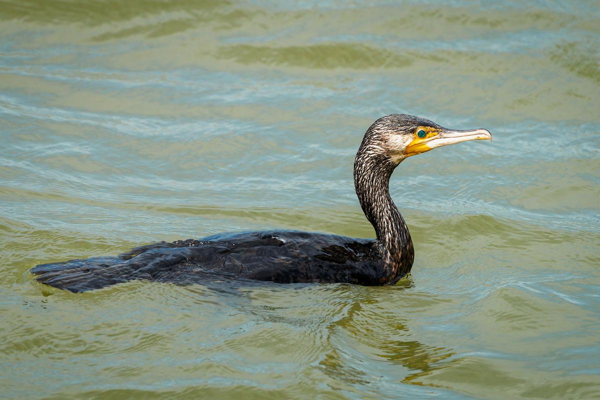 _7RV5357_Great_Cormorant.jpg