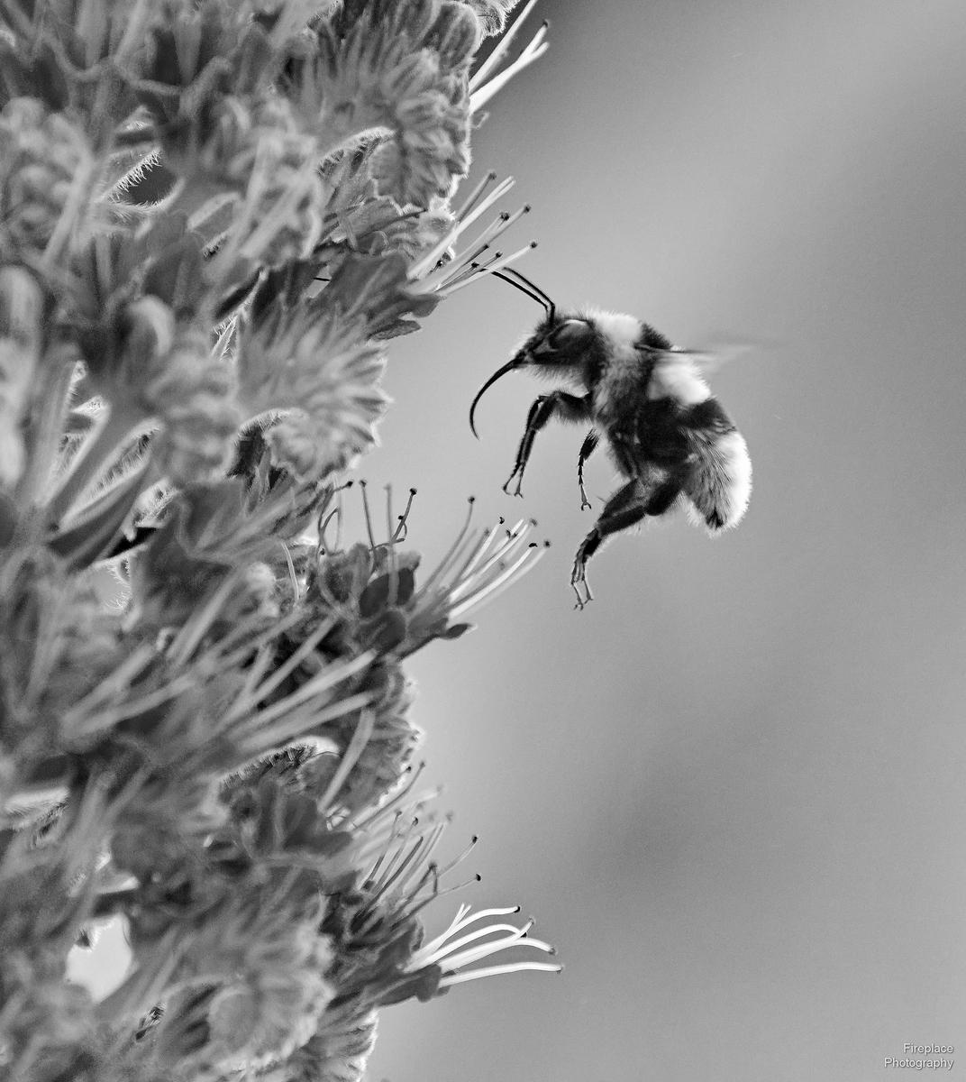 DSC_4124d - B&W smaller.JPG