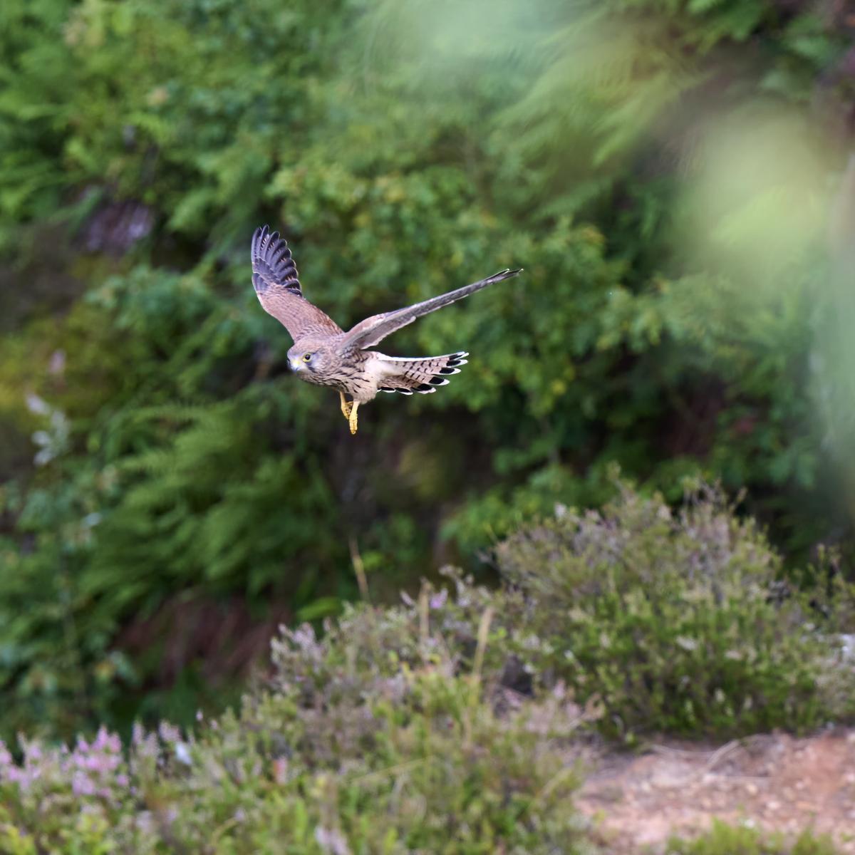 DSC_6187.jpg