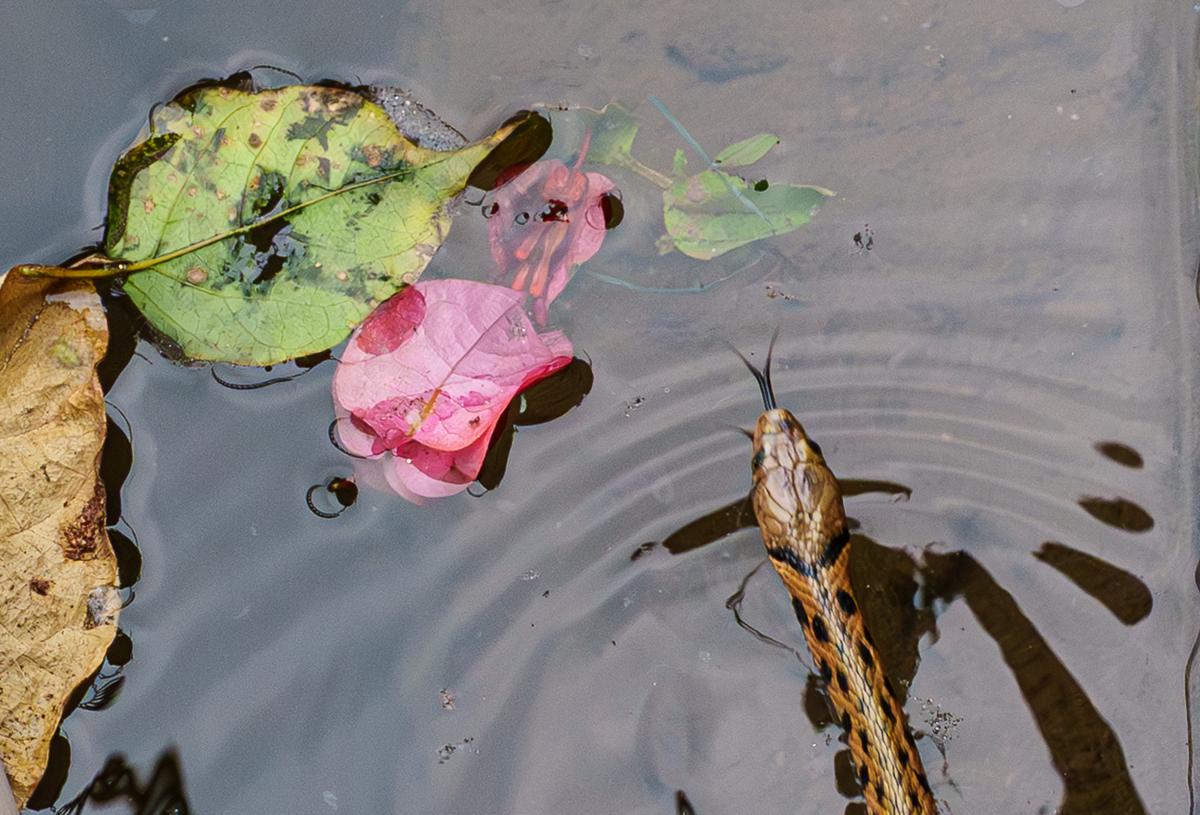 Vietnam Snake 2..jpg