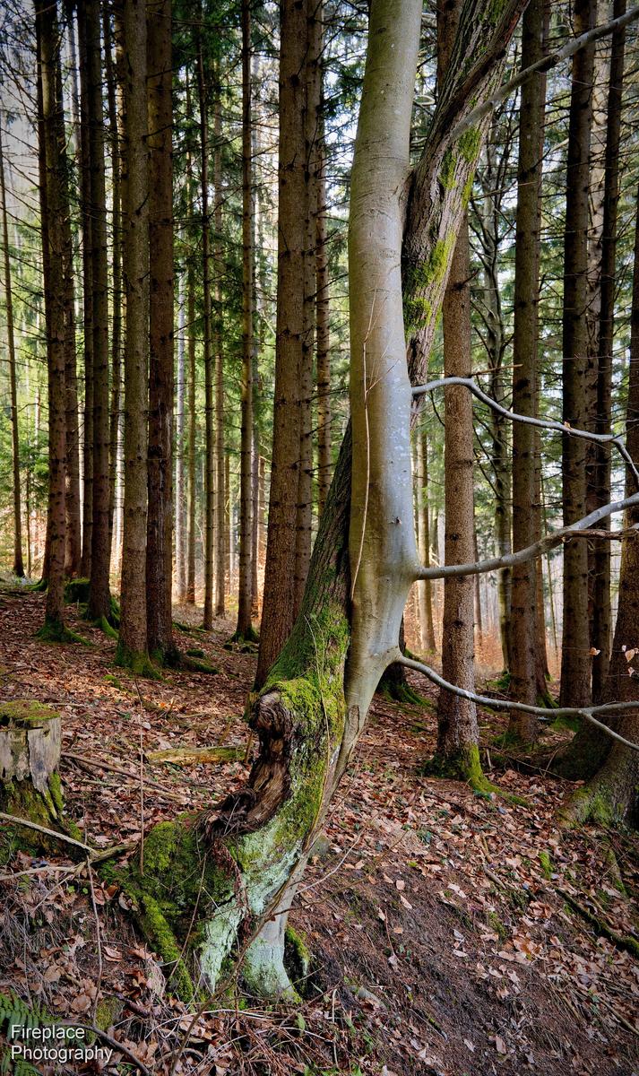 DSC_2599 smaller.JPG