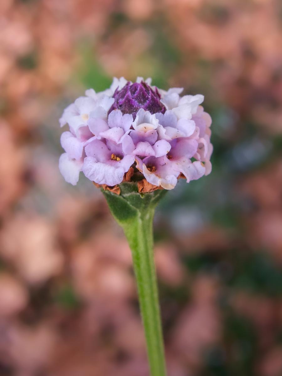 IMG_1624.jpeg