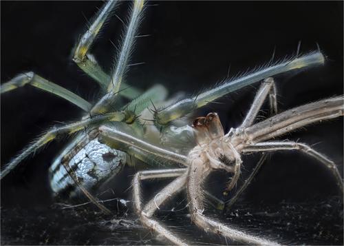 web sp.jpg