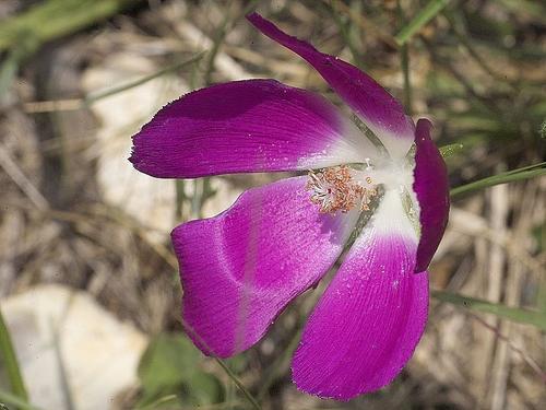 Wine Cup callirhoe involucrata.jpg