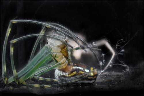 spider facebook 10.jpg